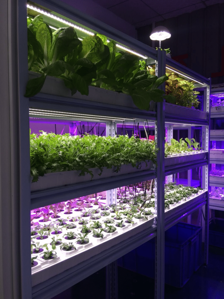 Why You Need Plant Grow Lights