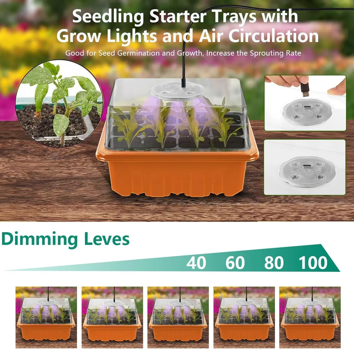 Tray Seedling
