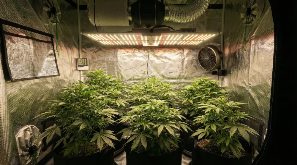 grow lights for cannabis problems and solutions