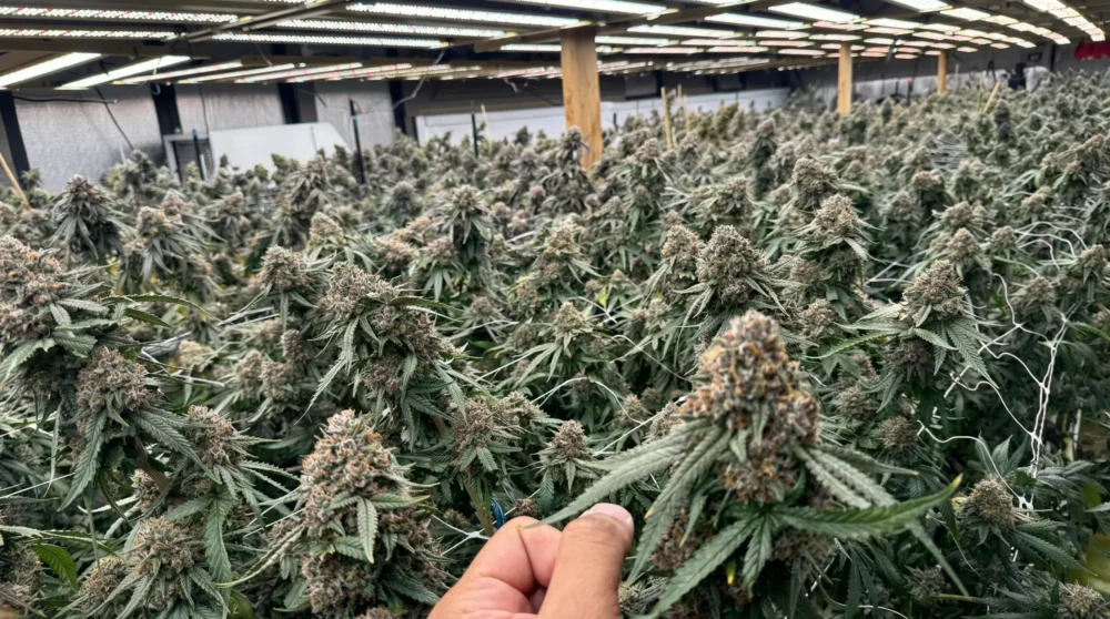 Grow Lights for Cannabis Full Spectrum LEDs Guide