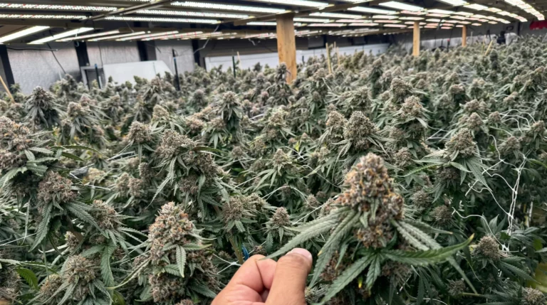 Grow Lights for Cannabis Full Spectrum LEDs Guide