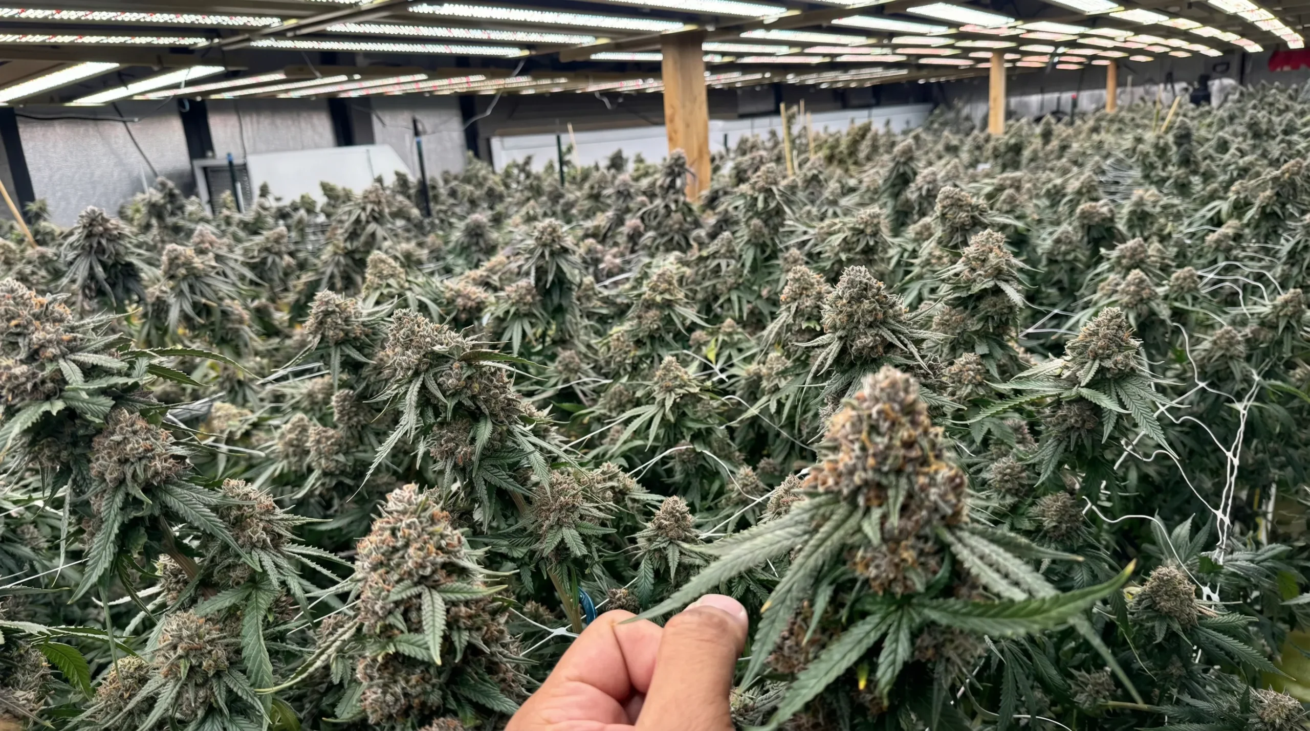 Grow Lights for Cannabis Full Spectrum LEDs Guide