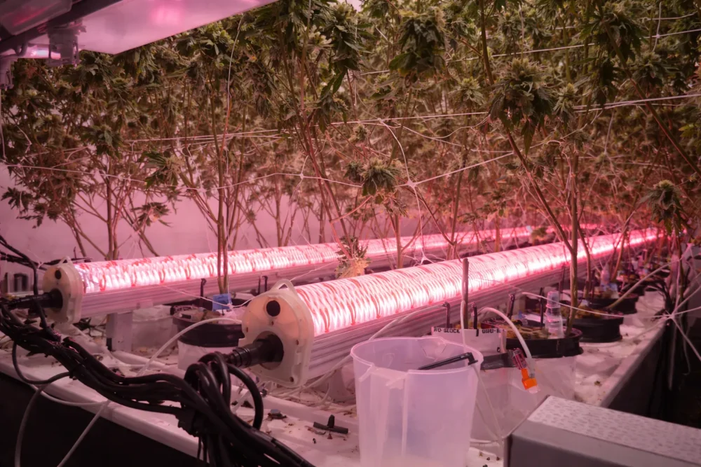 120W Under Canopy Grow Light