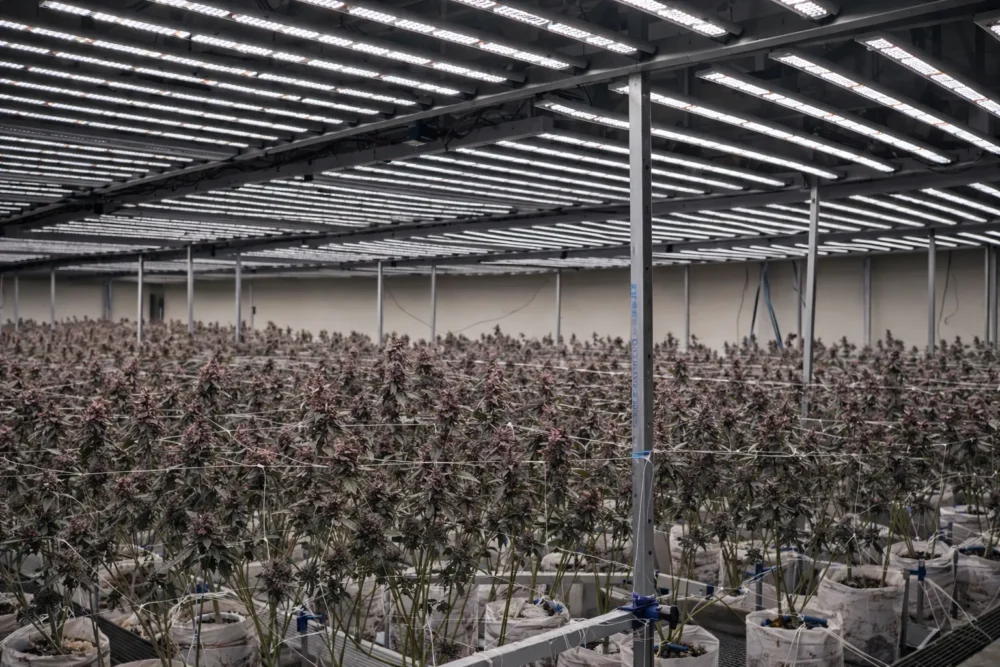 1060W Cannabis Grow lights