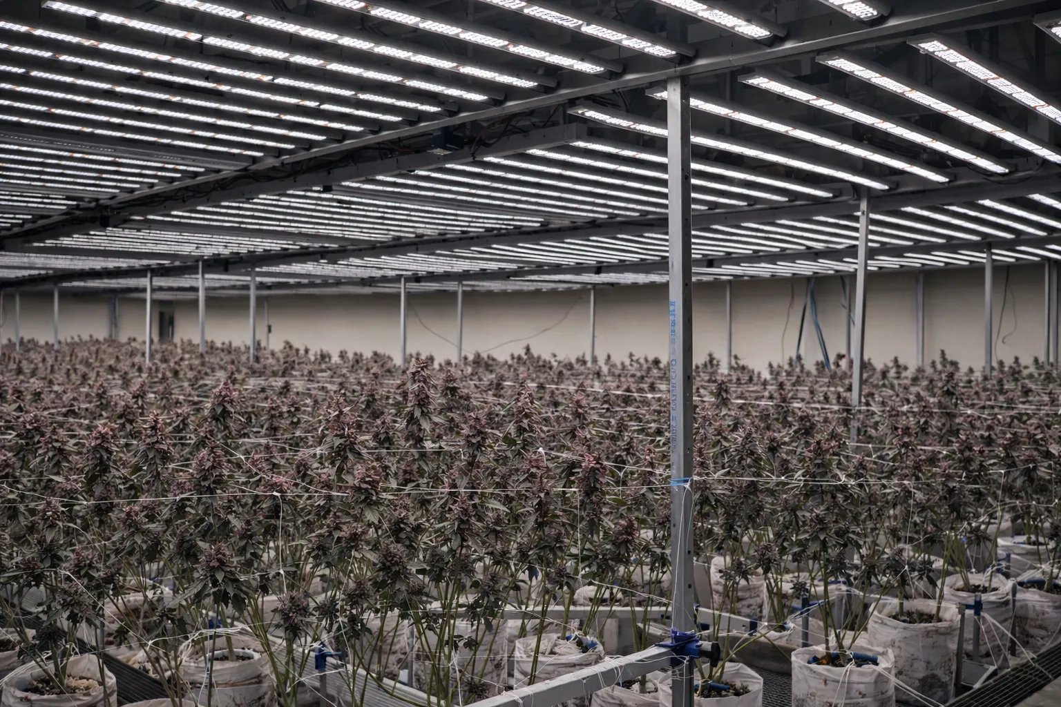 1060W Cannabis Grow lights