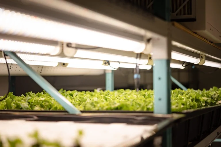 T5 vs T8 Grow Lights: Which Is Better?