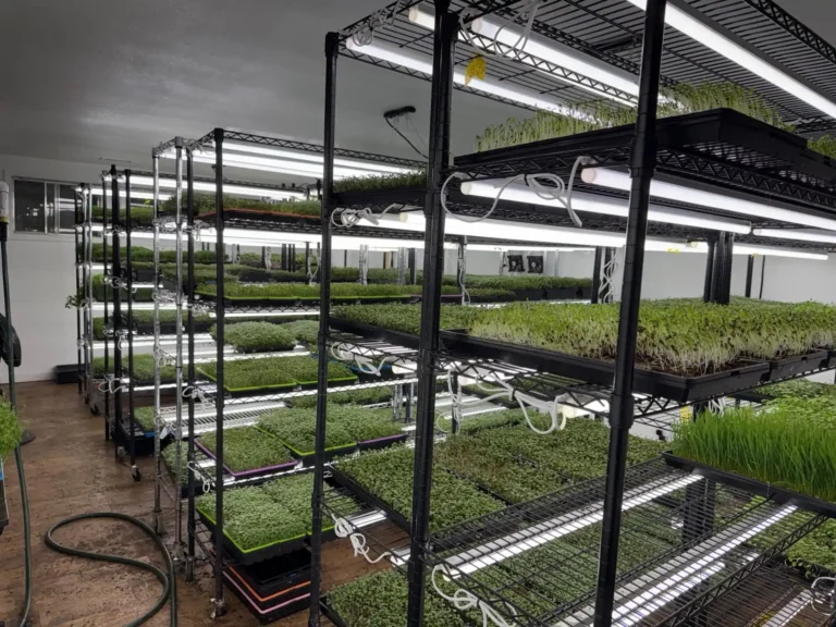 How Far Should Grow Lights Be From Plants? A T8 Distance Guide