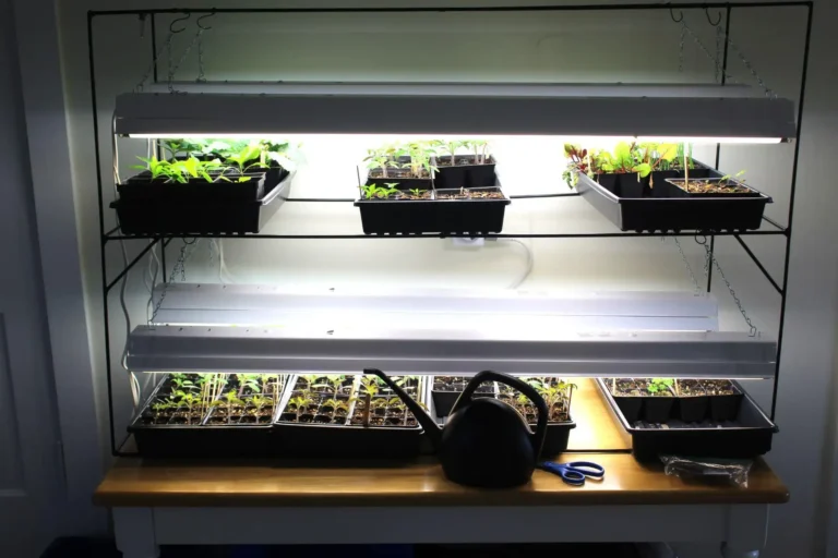 Can You Use Regular Fluorescent Lights to Grow Plants?