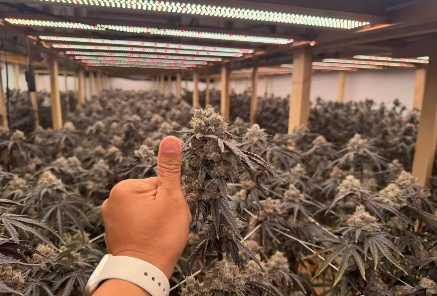 860W Cannabis Grow Light